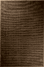 Antik 1804 Bej - Modern Evler İçin Soft Dokulu Bej Halı